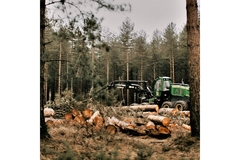 Image A crane in the middle of a forest with trees cut down around it.